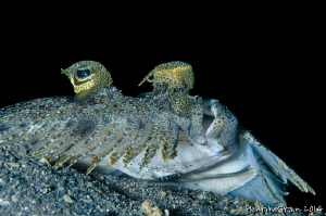 Sole Eyes by Henrik Gram Rasmussen 